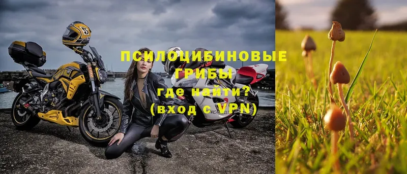 Псилоцибиновые грибы Psilocybe  Лагань 